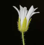 Dixie stitchwort